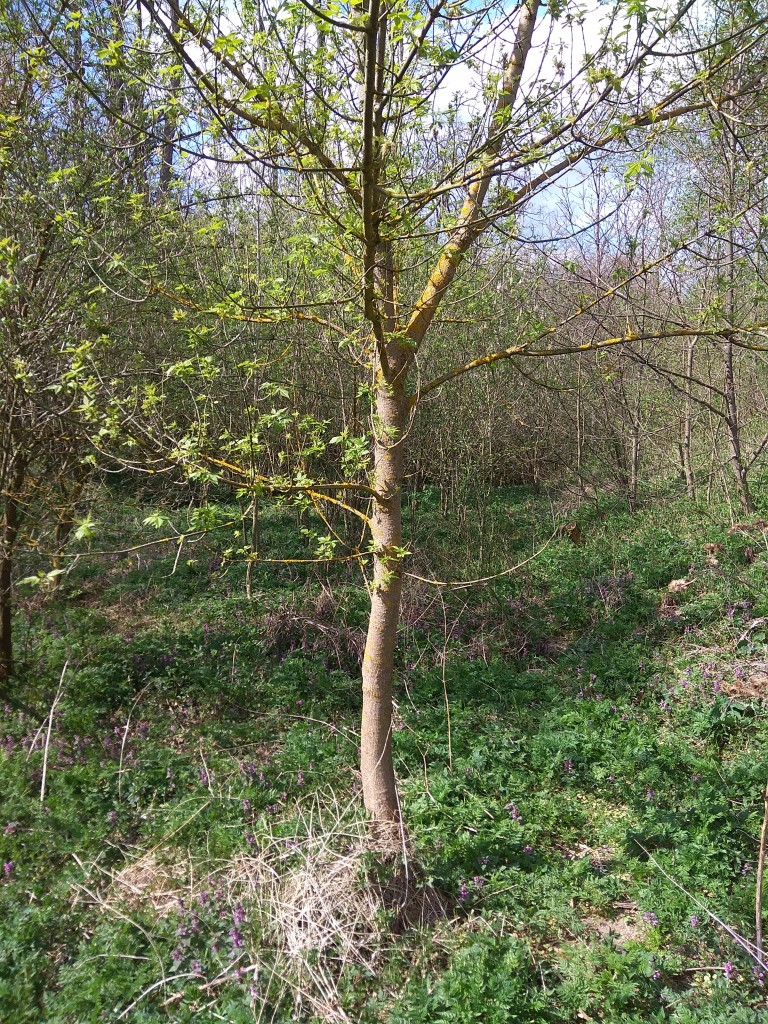 Javor jasanolistý - mladý strom