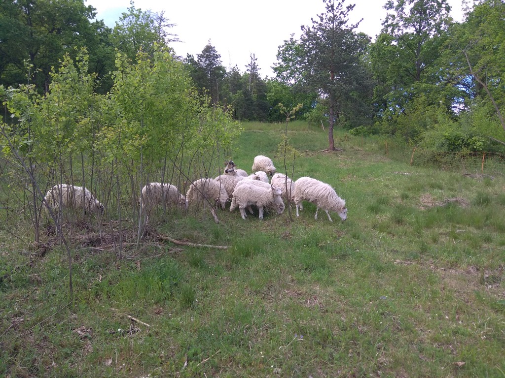 Ovce vřesovka na Sprašové stěně, květen 2021