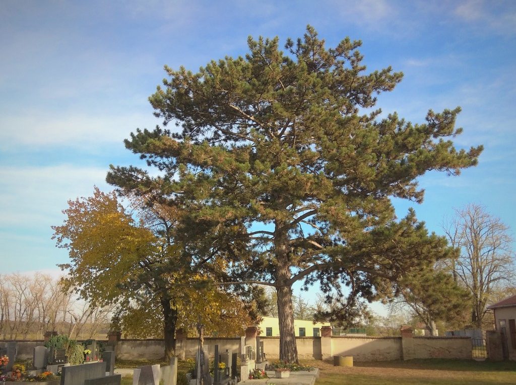 borovice černá na hřbitově v Dyjákovicích