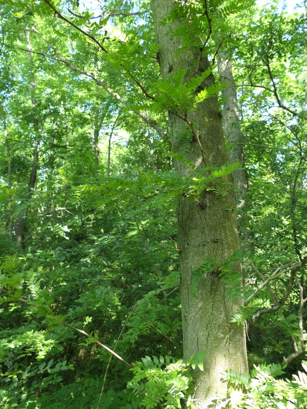 dřezovec trojtrnný, strom v údolí Lesky