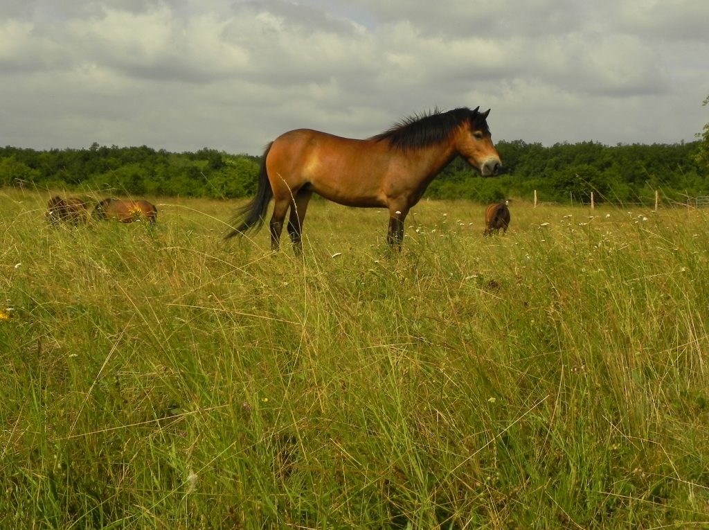 exmoorský pony na Mašovické střelnici
