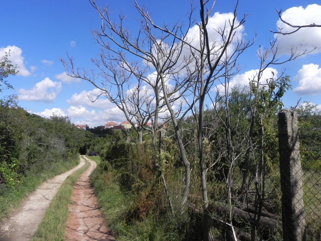pajasan - odumřelé stromy po injektáži, zahrada na Hradišti